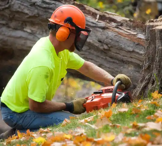 tree services Totowa